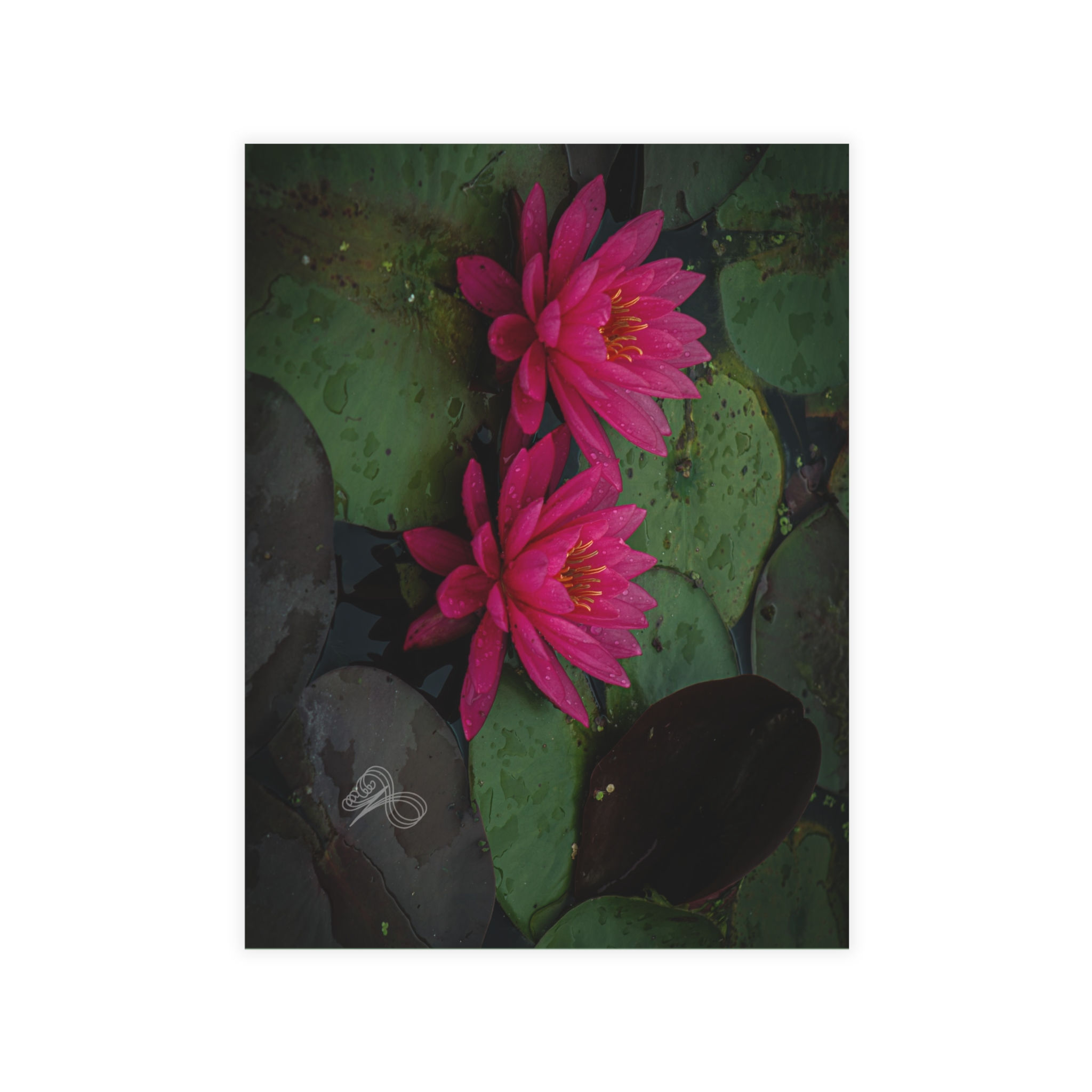 Pink Lotus Flowers Postcards- Niki Parker Photo (envelopes not included) 