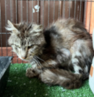 Feed a Malnurished kitten/cat for a week