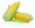 Elote