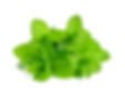 Menta