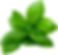 Albahaca
