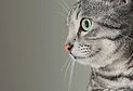 静かにくつろぐ猫