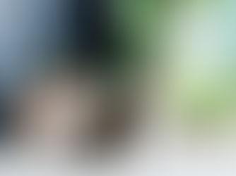 居家美學的致命陷阱!毛孩爸媽必看的「有毒植物」清單與急救指南