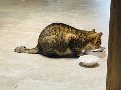 為什麼有些飼料一換就有感?天然糧與商業飼料的差異