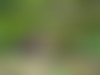 週末放電首選!全台熱門「寵物公園」整理:台北、桃園、新竹特色與入園須知