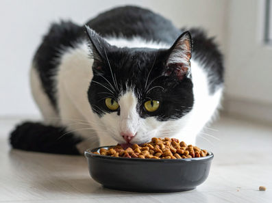 飼料成分表怎麼看?為什麼換了配方毛孩反應會不同