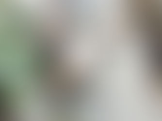 貓咪常見疾病整理:從泌尿道、腸胃到口腔問題怎麼看?