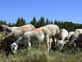 Dans le financement de l’agriculture, l’Europe paye sa part