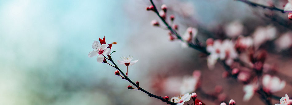 Cherry Blossoms