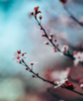 Fleurs de cerisier