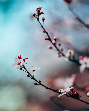Cherry Blossoms
