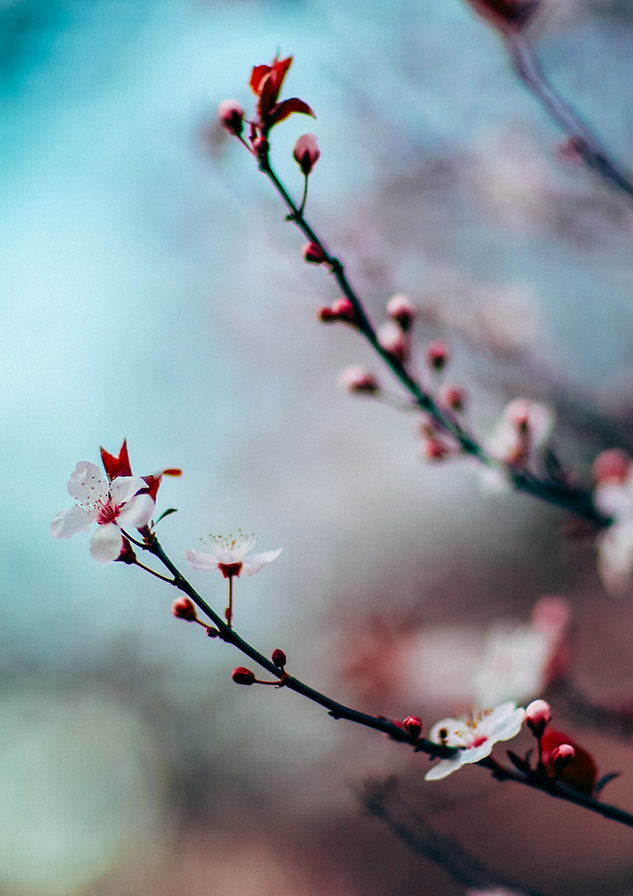 Cherry Blossoms