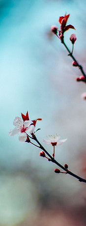 Cherry Blossoms