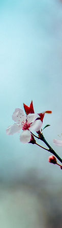 Shamanic Guidance, Spiritual Life Coach for Women Las Vegas, Relationship Counselor, Jaclyn Costello, Meditation Guide, Energy Healer