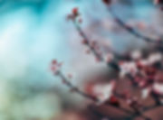 Cherry Blossoms