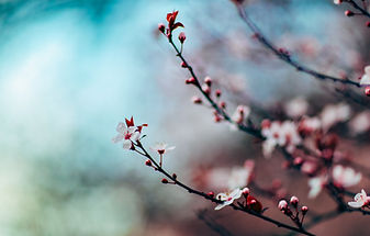 Fleurs de cerisier