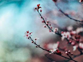 C'est le printemps !!