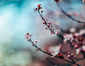 Cherry Blossoms