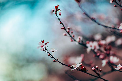 Planting seeds in Spring