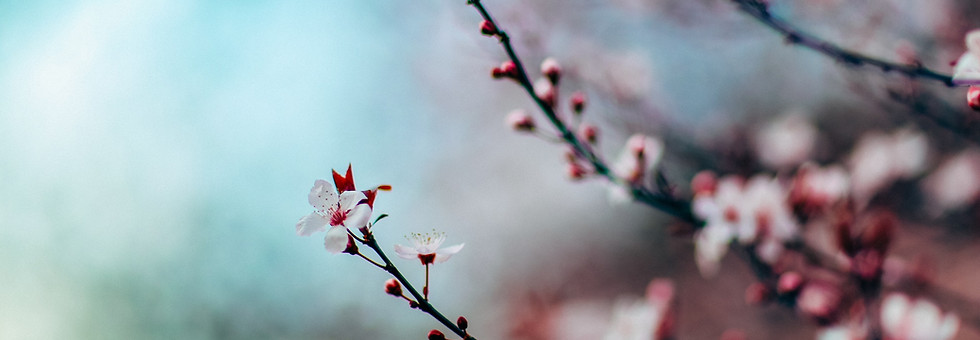 Flores de cerezo