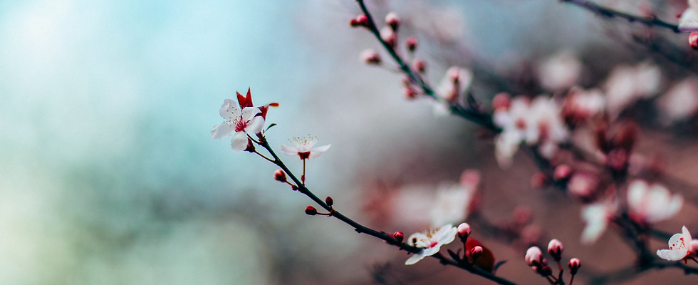 Cherry Blossoms