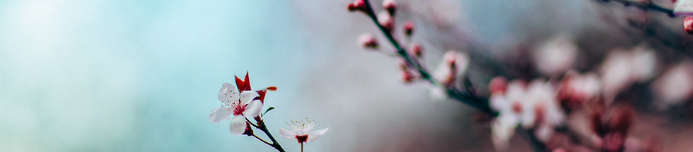 Cherry Blossom Branch