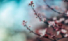 Cherry Blossoms