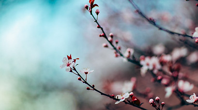 Cherry Blossoms