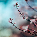 Körsbärsblommor