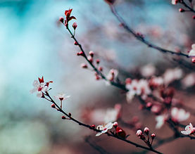 Fleurs de cerisier