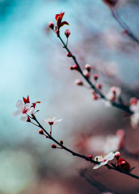 Cherry Blossoms