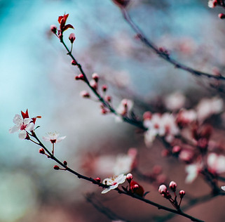 Cherry Blossoms