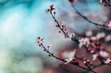 Cherry Blossoms