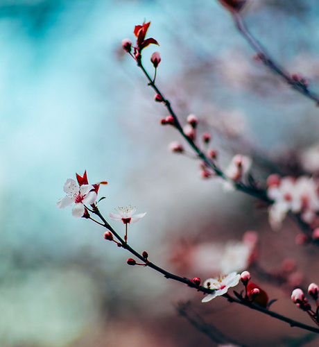 Cherry Blossoms