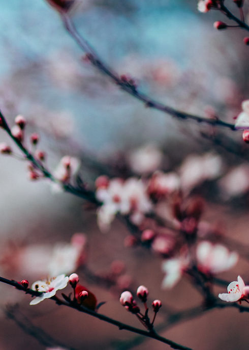 Cherry Blossoms