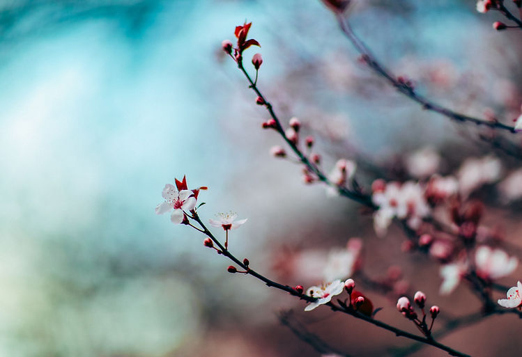 Cherry Blossoms