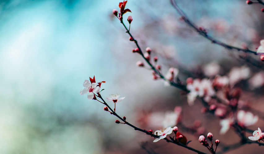 Cherry Blossoms