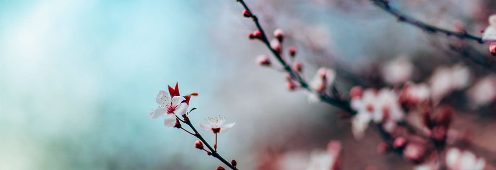 Cherry Blossoms