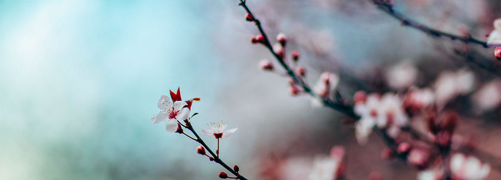 Cherry Blossoms