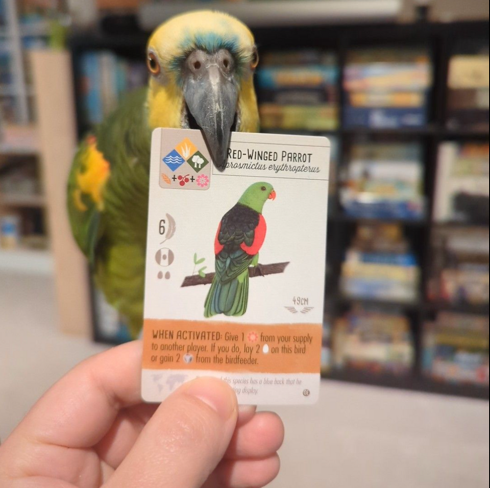 Maverick figuring out the cards