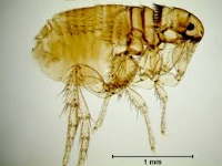 Flea & Tick Control