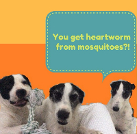 Vaccinations & preventative care