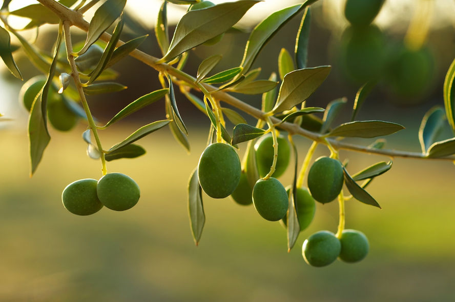Golden olives Greece