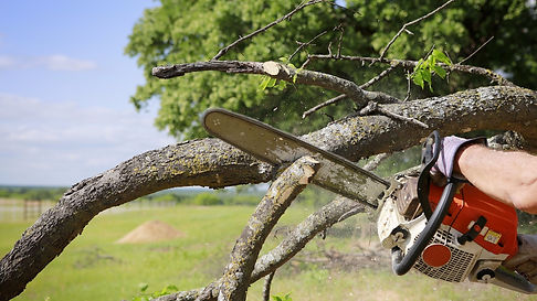 mountainvalleytreeturftreetrim.JPG