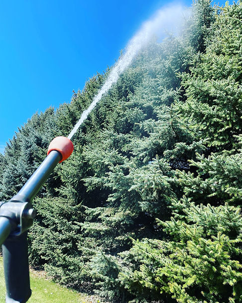 tree spray.jpeg