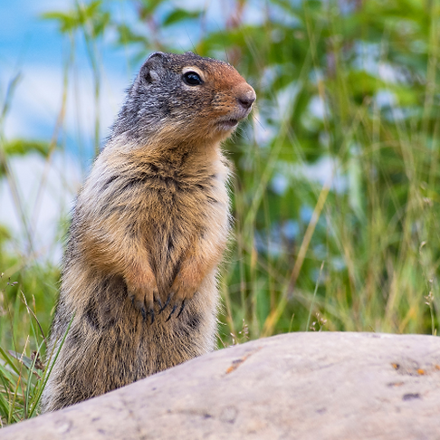 gofer.png