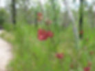 wildflowers-girraween-034-3