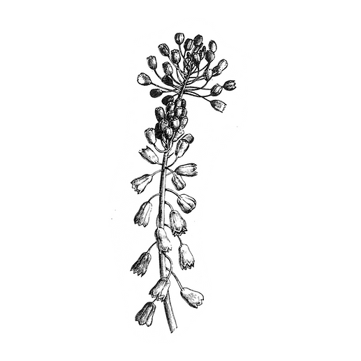 plant.png