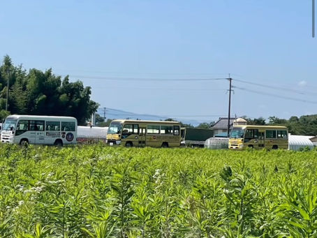 さつま芋の苗植え
