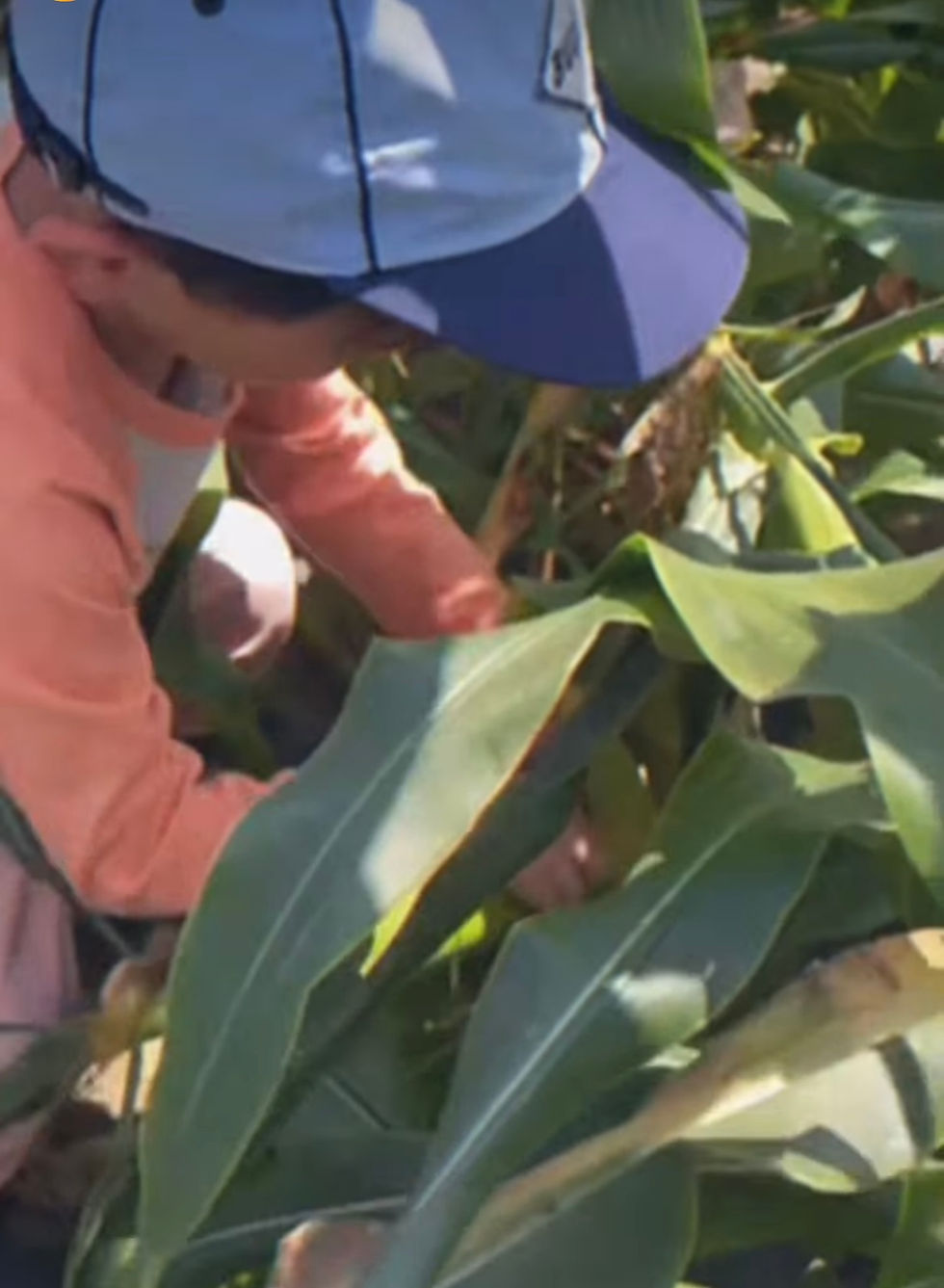 スイートコーン狩り体験🌽